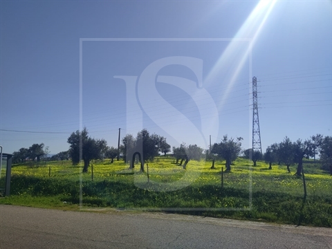 Terreno